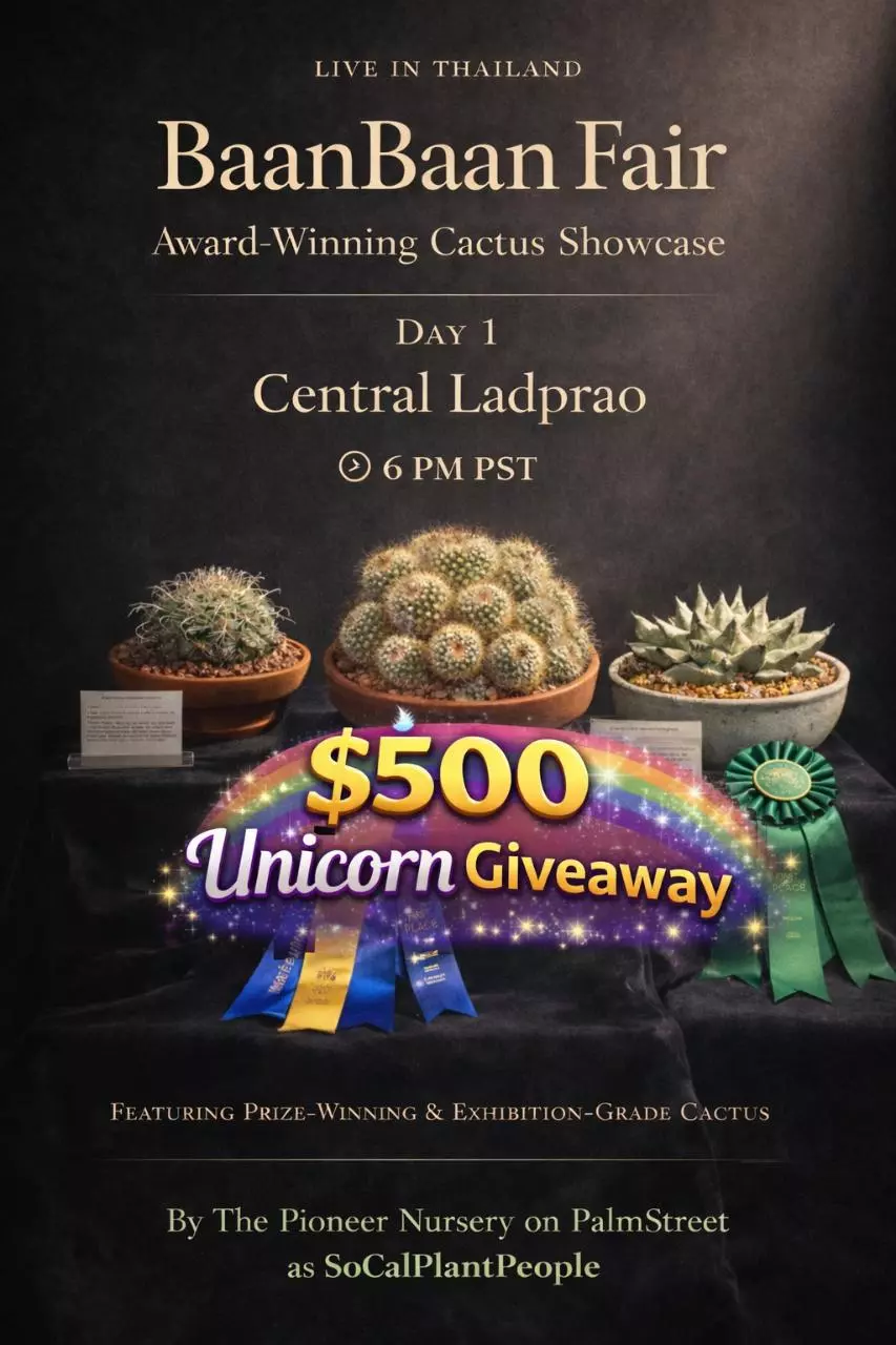 BaanBaan Fair Day 1 - Live in Thailand