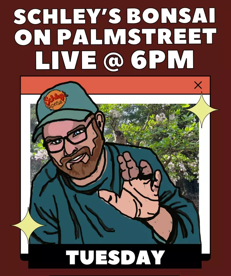 Live with Schley’s Bonsai