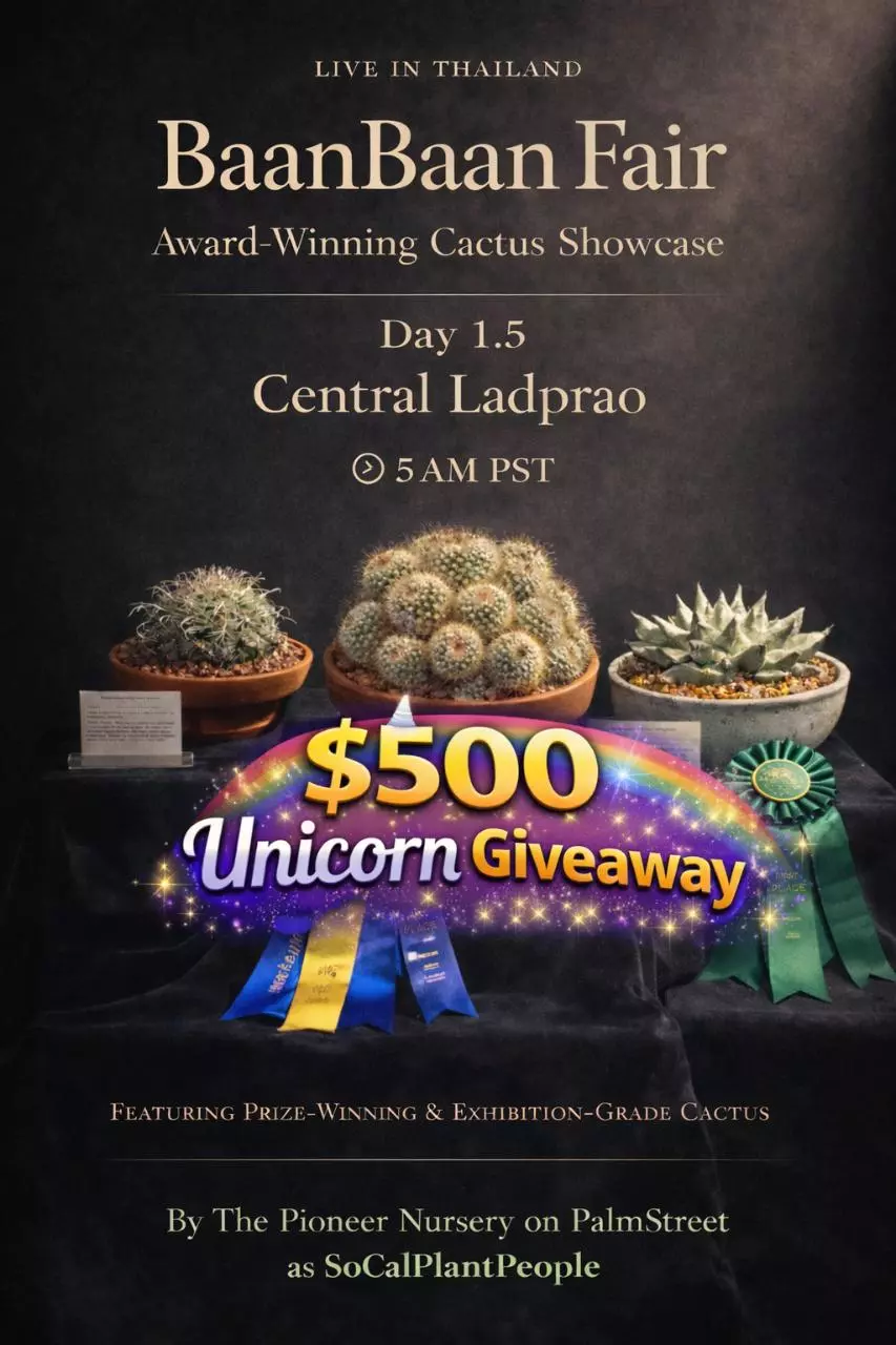 BaanBaan Fair Day 1.5 - Live in Thailand