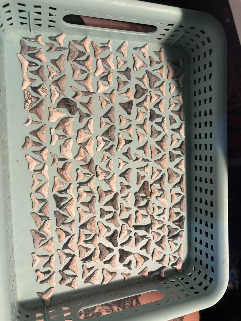 First Bone Valley Shark Tooth Fossil Show!