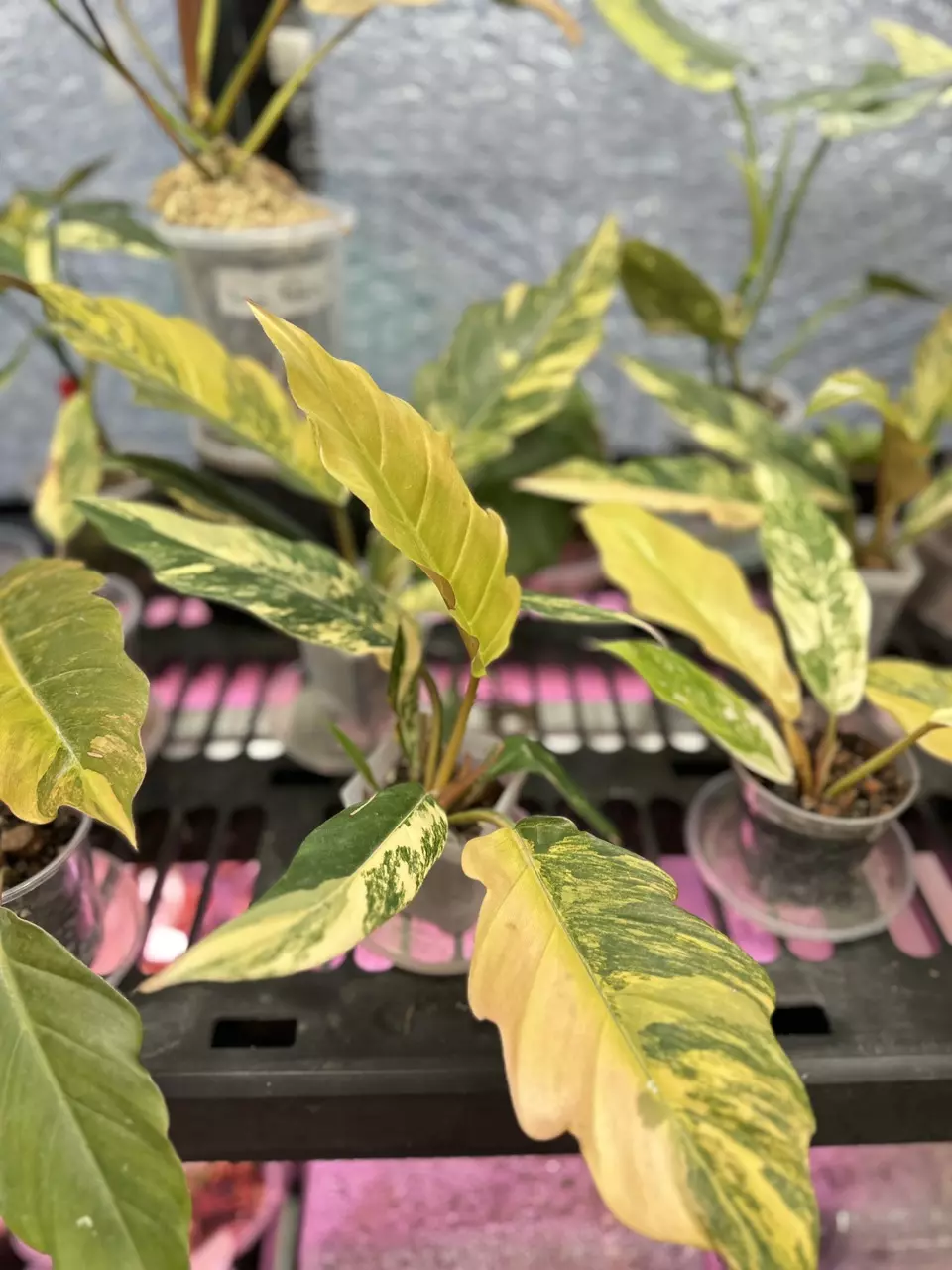 Imported Rare and Highly Variegated+ Giveaways