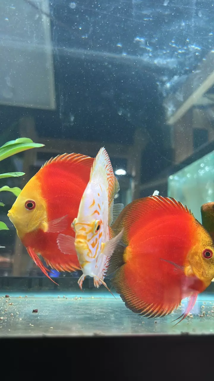 Aquatic plants + stem plants + Mega Fish order