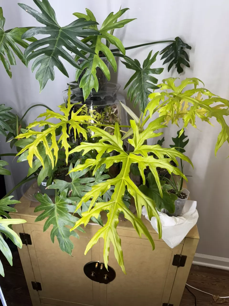 NEW YEAR CHORE AND CHILL