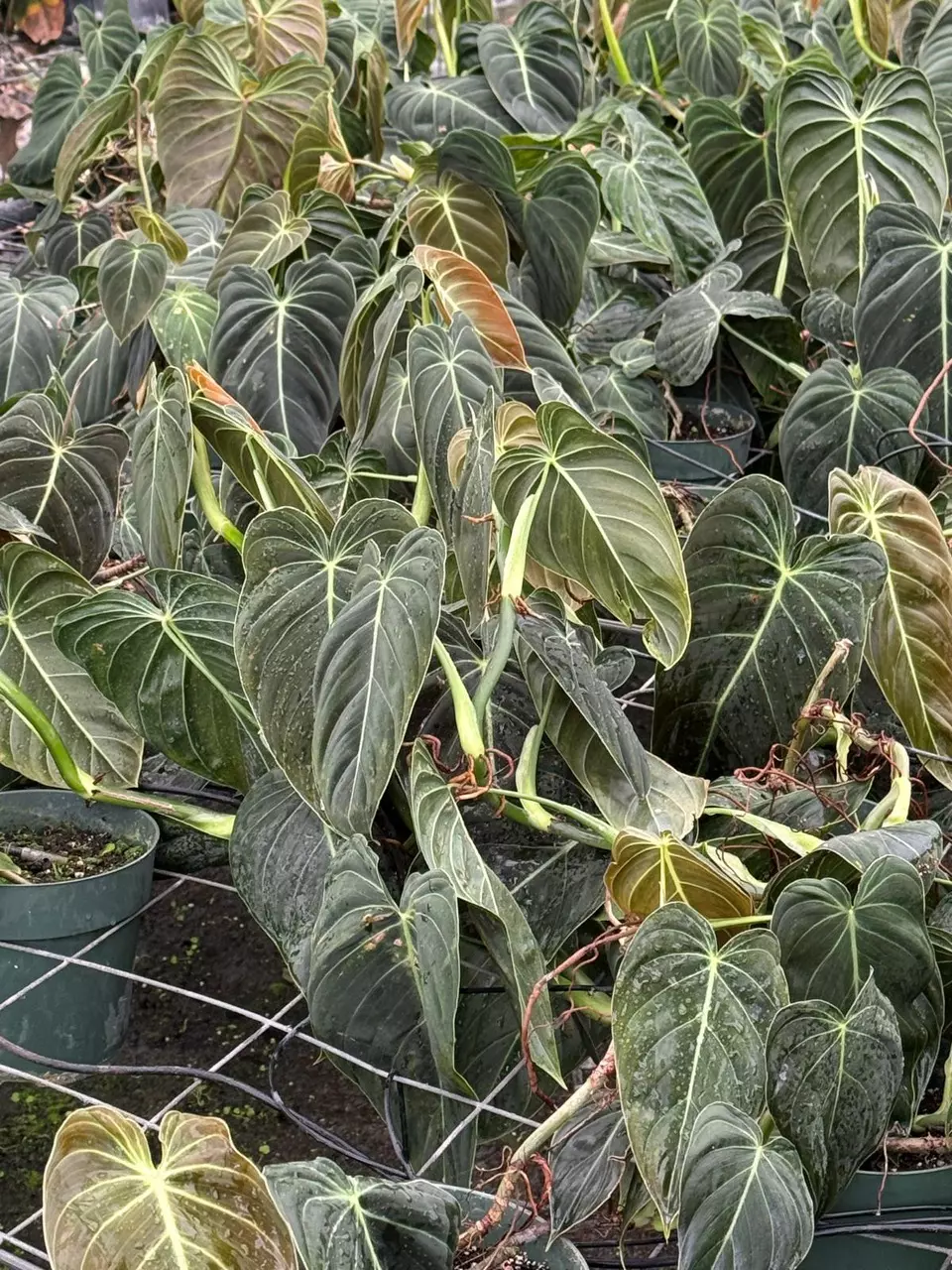 All nighter with Jose!!! Giveaways, Every 5 Minutes!!!!!🤯🫨