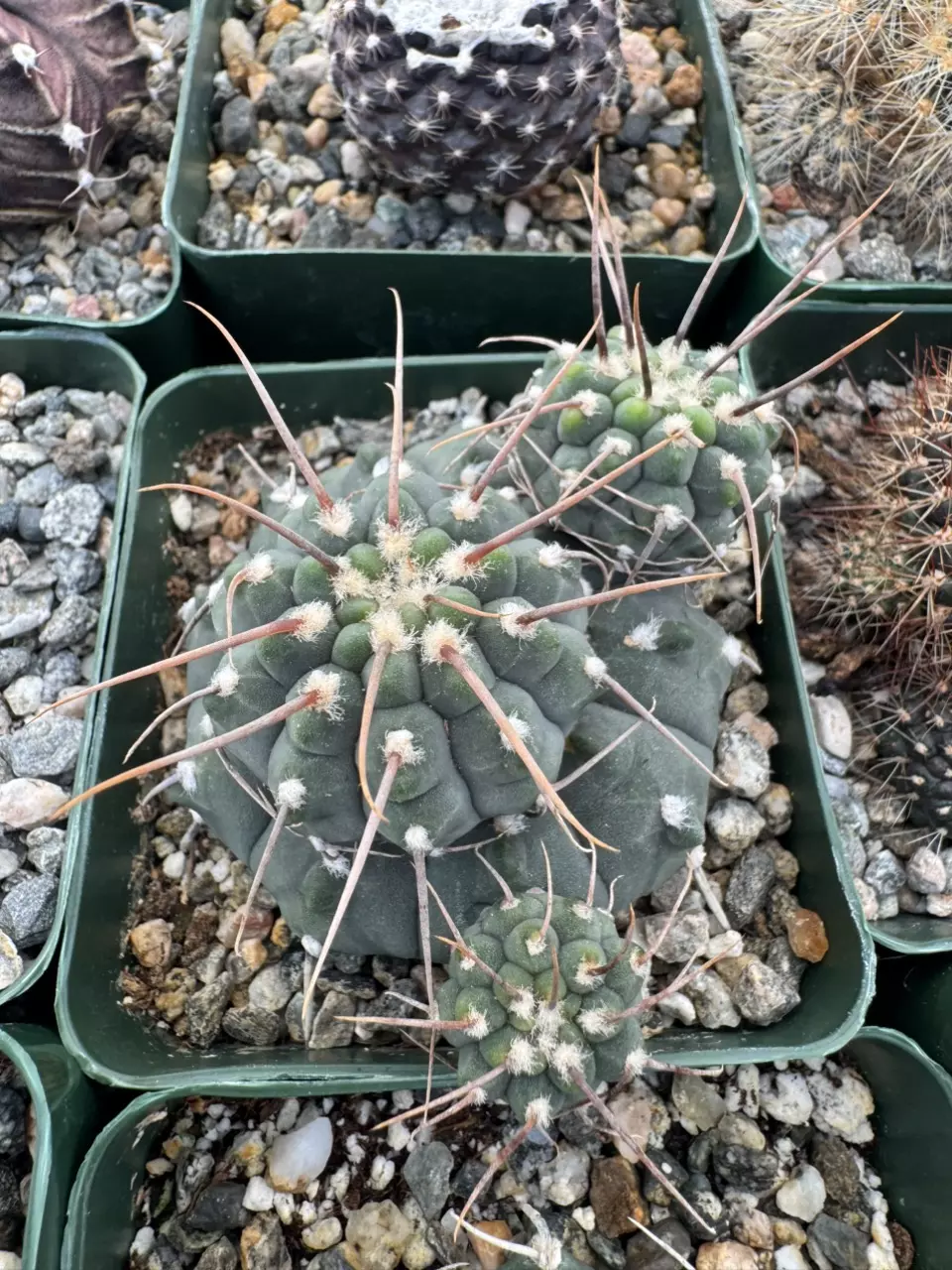 🌵Cacti and succulent sale 🪴Auction, giveaways & more🥳
