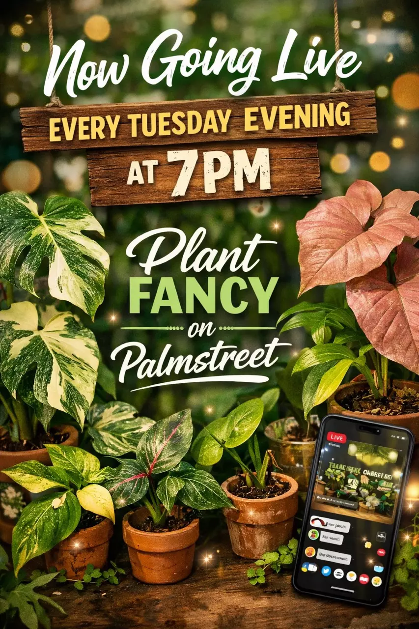 Come have some planty fun with Plant Fancy