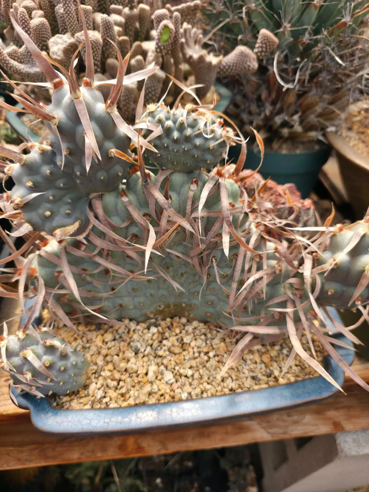 Quick Pop up live, just on for a bit. Gonna take requests.