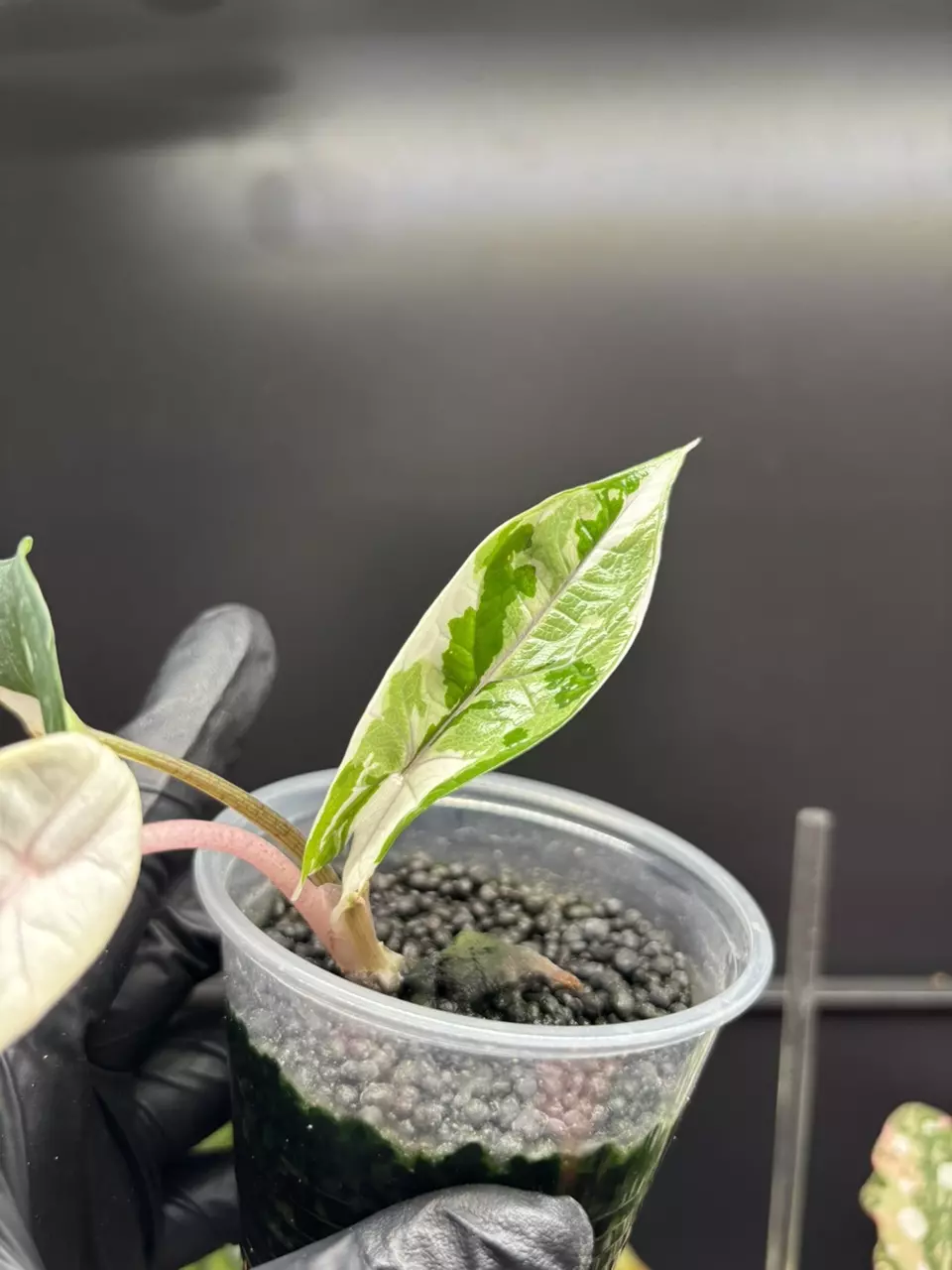 it was 1 degree warmer and I started singing about spring