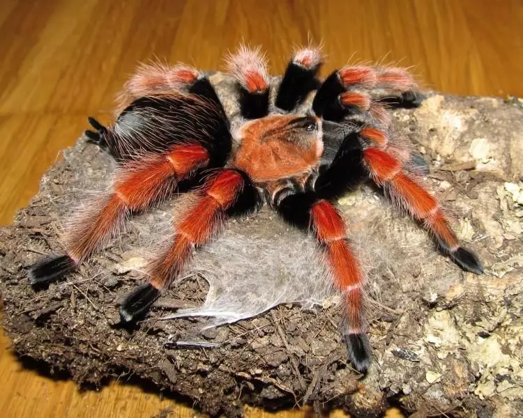 Tarantula live