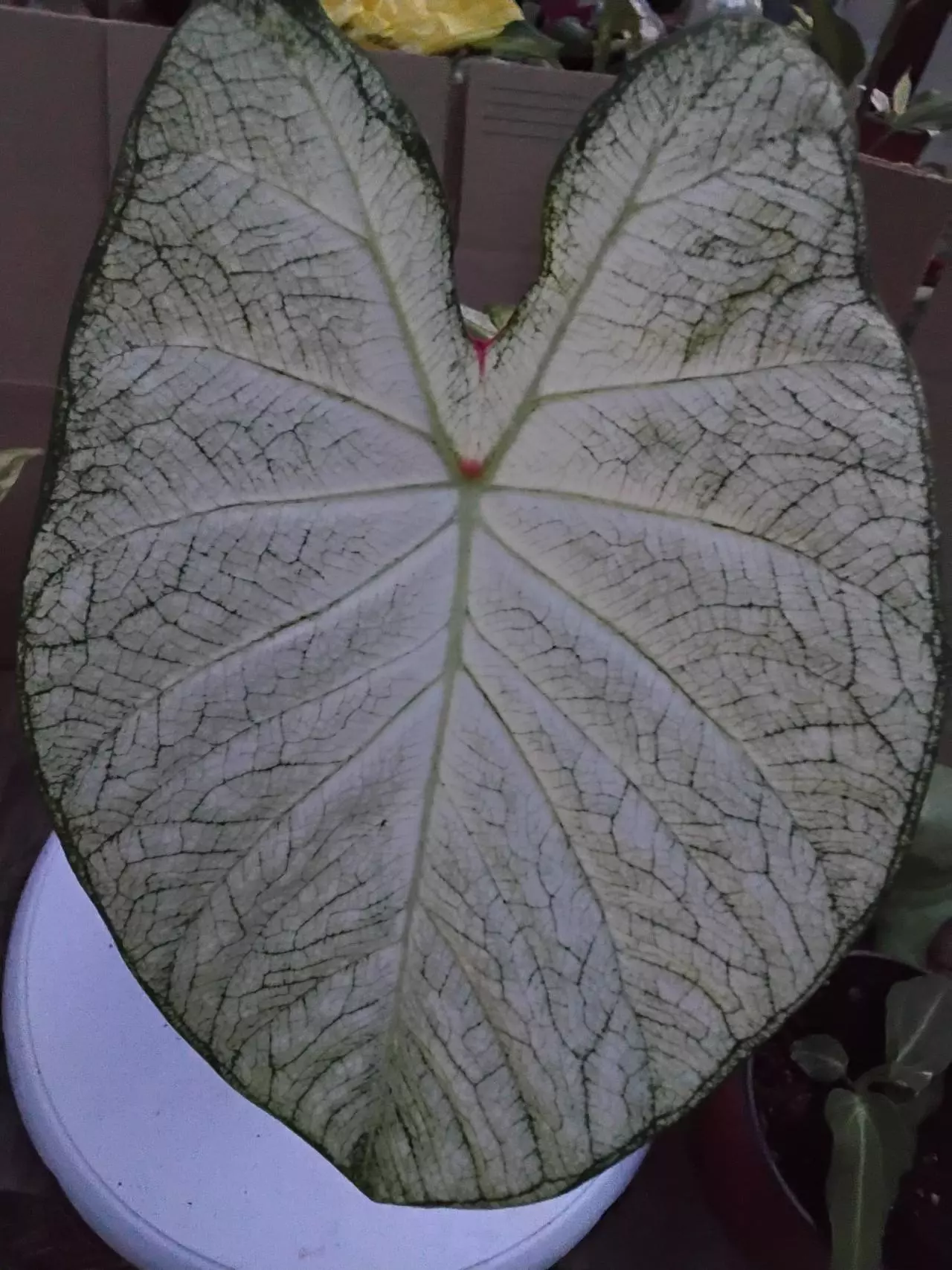 plant/Hold my Plant  🪴-0