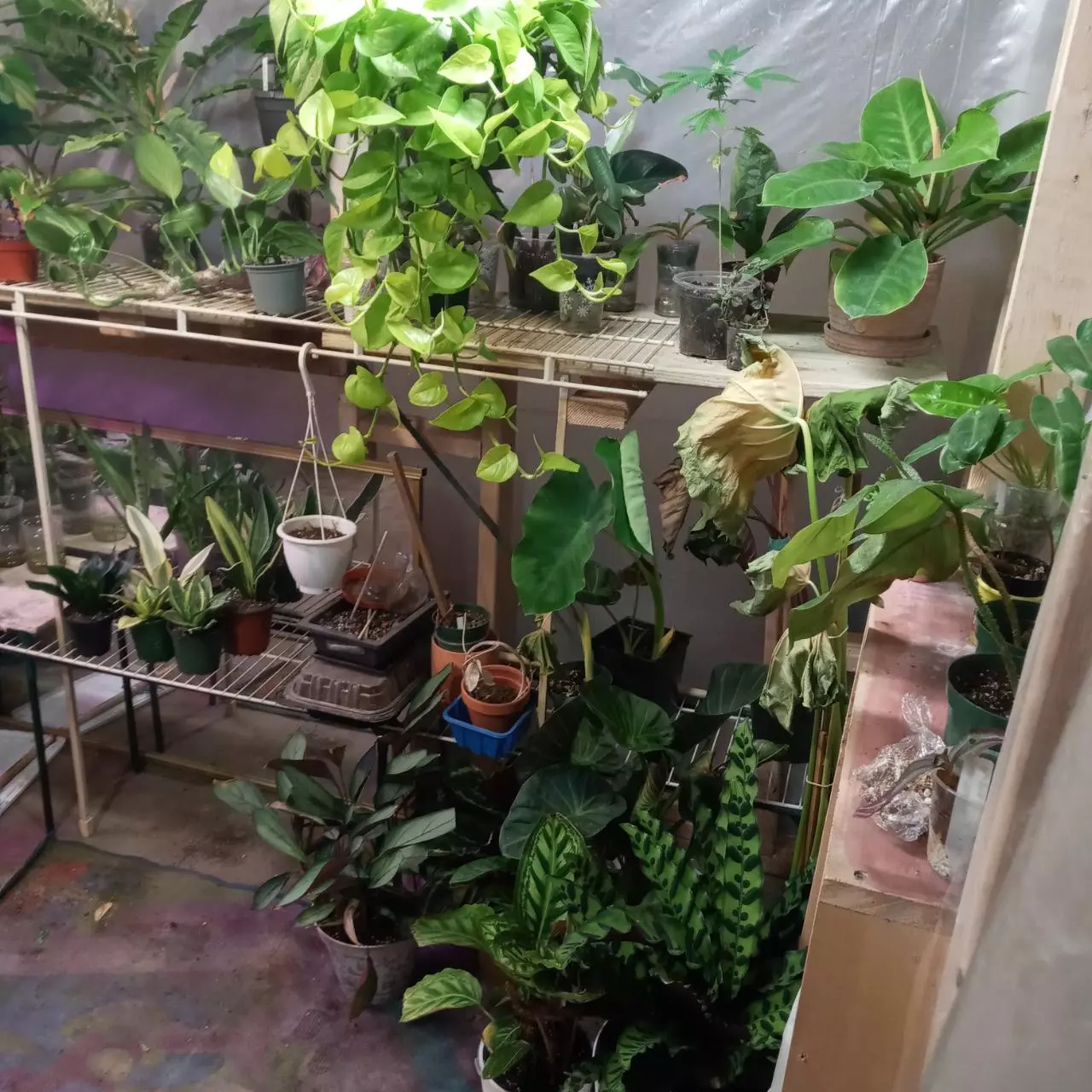 plant/Hoya Prop Box-0