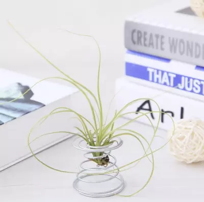 plant/Airplant spiral stand-0-thumbnail
