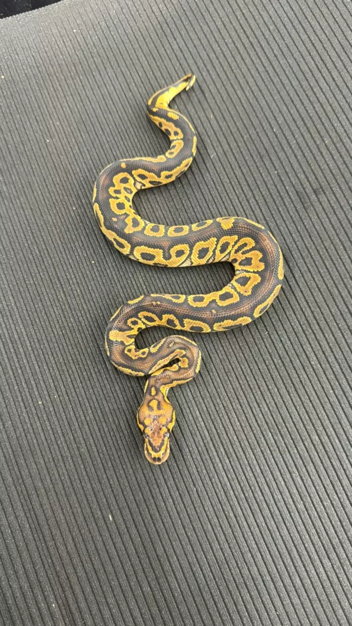 plant/1.0 Hurricane Clown (2429-05)-0