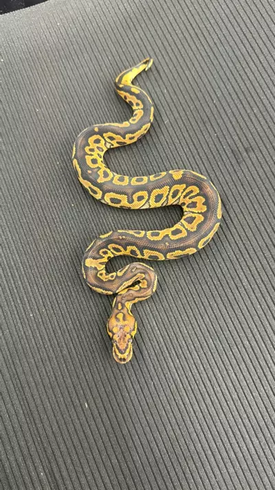 plant/1.0 Hurricane Clown (2429-05)-0-thumbnail