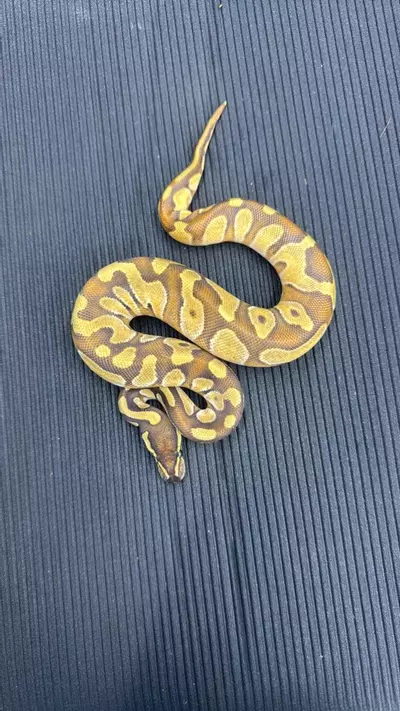 plant/1.0 Enchi Mojave Het Sunset 50% Het Monsoon (prob not) (2420-05)-0-thumbnail