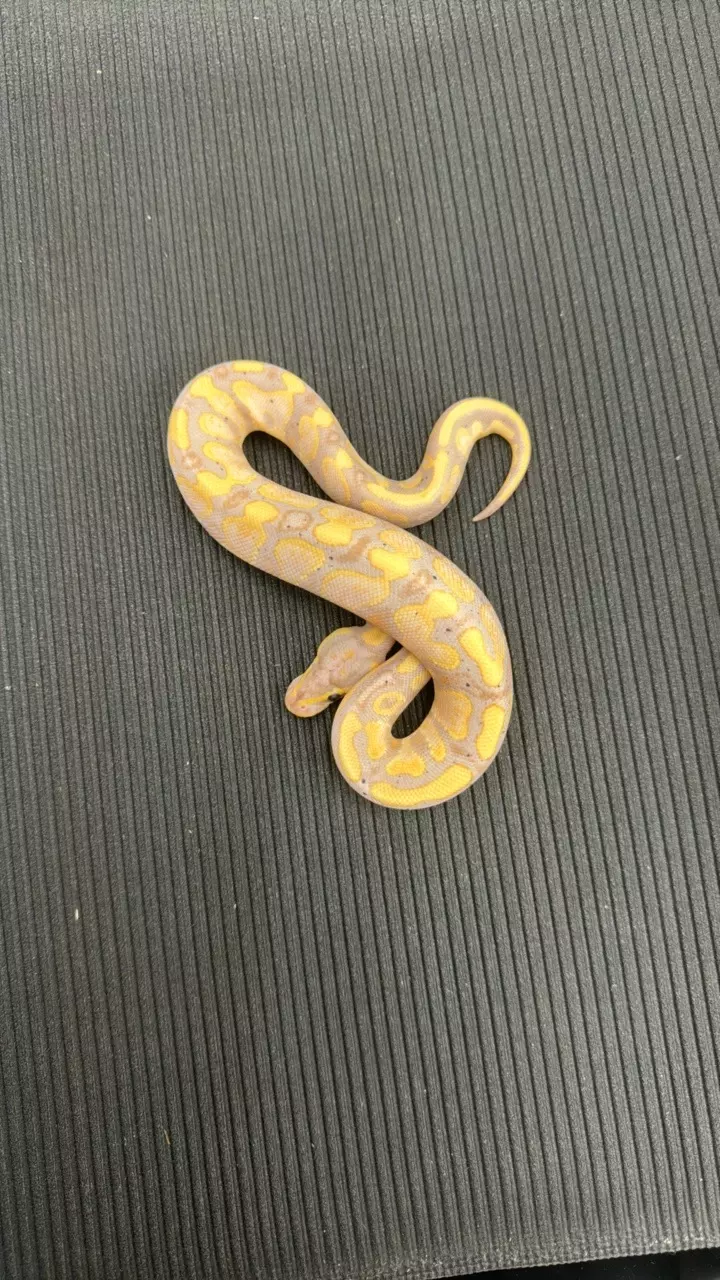 plant/1.0 OD YB Banana Het Clown (2422-06)-0