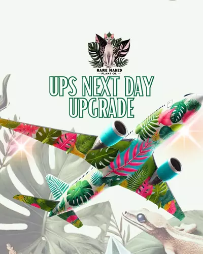 plant/Shipping Next Day Upgrade-0-thumbnail