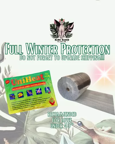 plant/Full Winter Protection - DONT FORGET TO UPGRADE SHIPPING!-0-thumbnail
