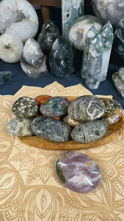 plant/OJ Palms-0-thumbnail