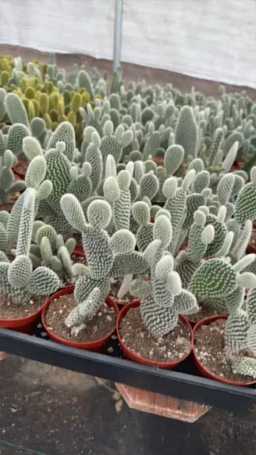 plant/Polka dot white 4”-0