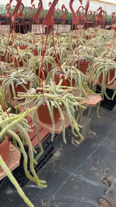 plant/Rats tail-0-thumbnail