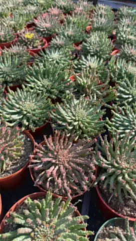 plant/6” Medusa-0-thumbnail