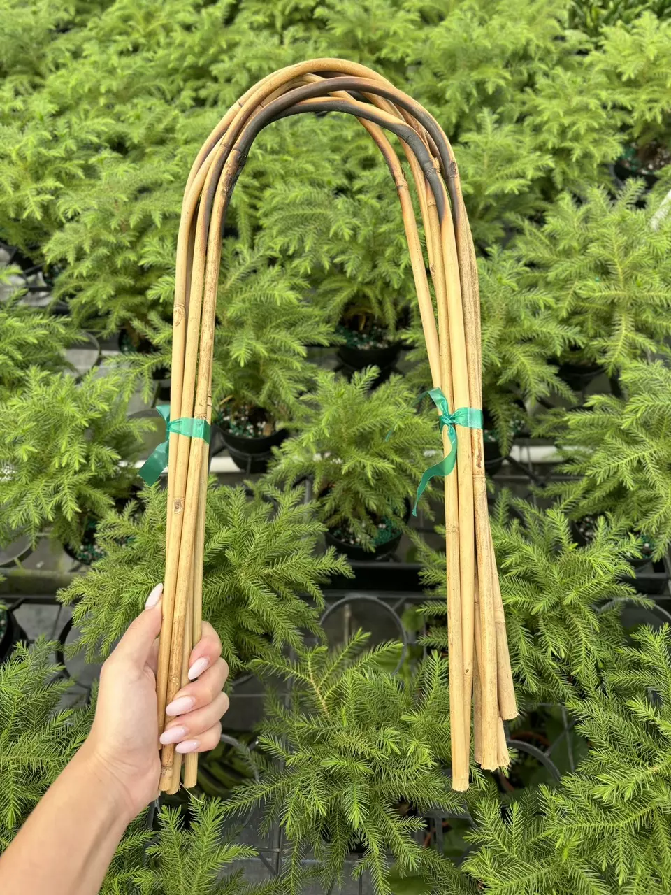 plant/Bamboo hoops-0