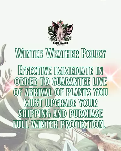 plant/🚨 WINTER WEATHER POLICY 🚨(not for sale-0-thumbnail