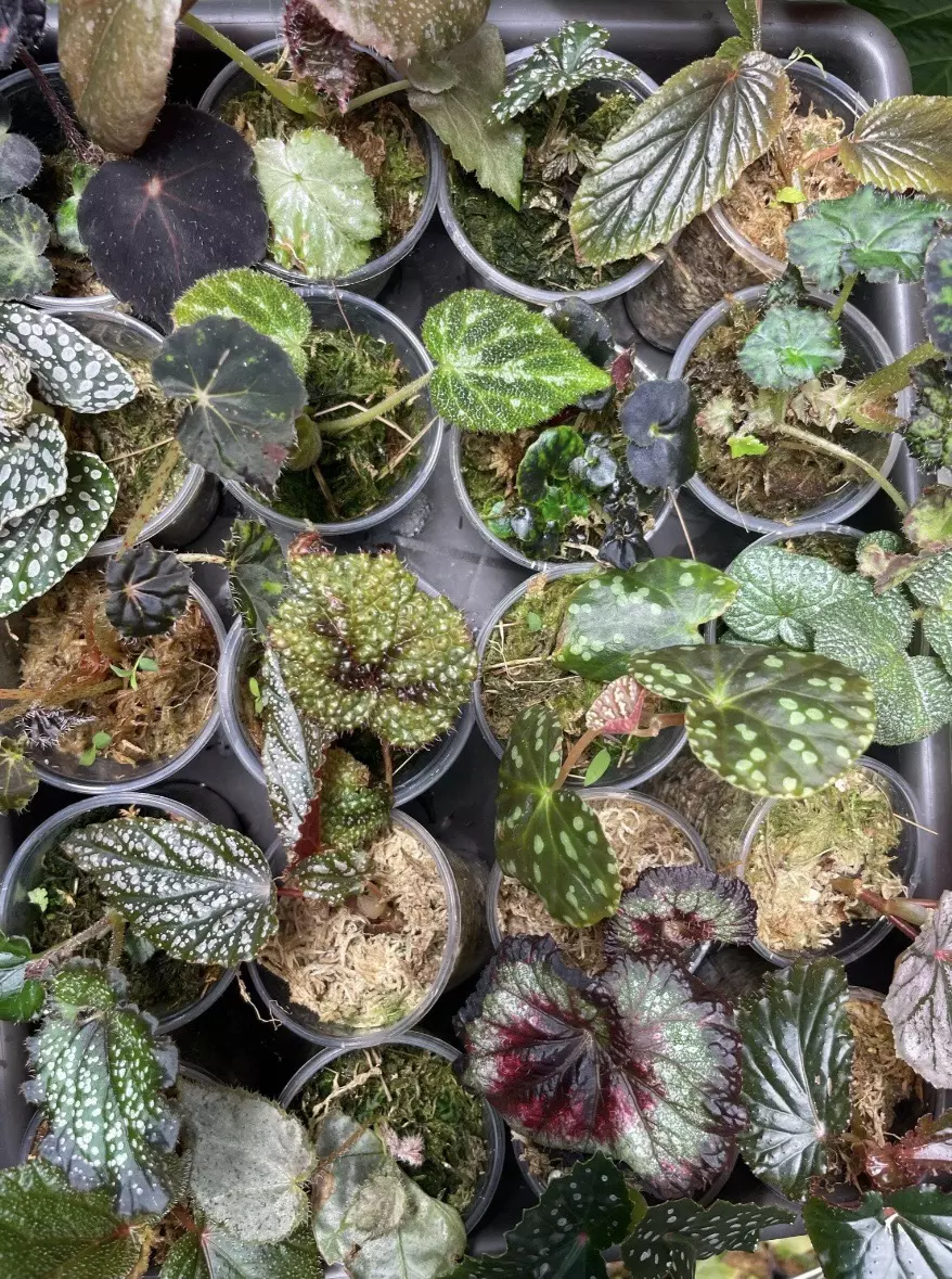 plant/TWO Baby Begonias-0