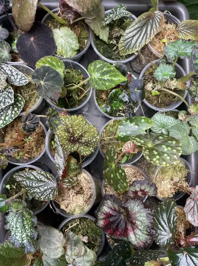 plant/TWO Baby Begonias-0-thumbnail