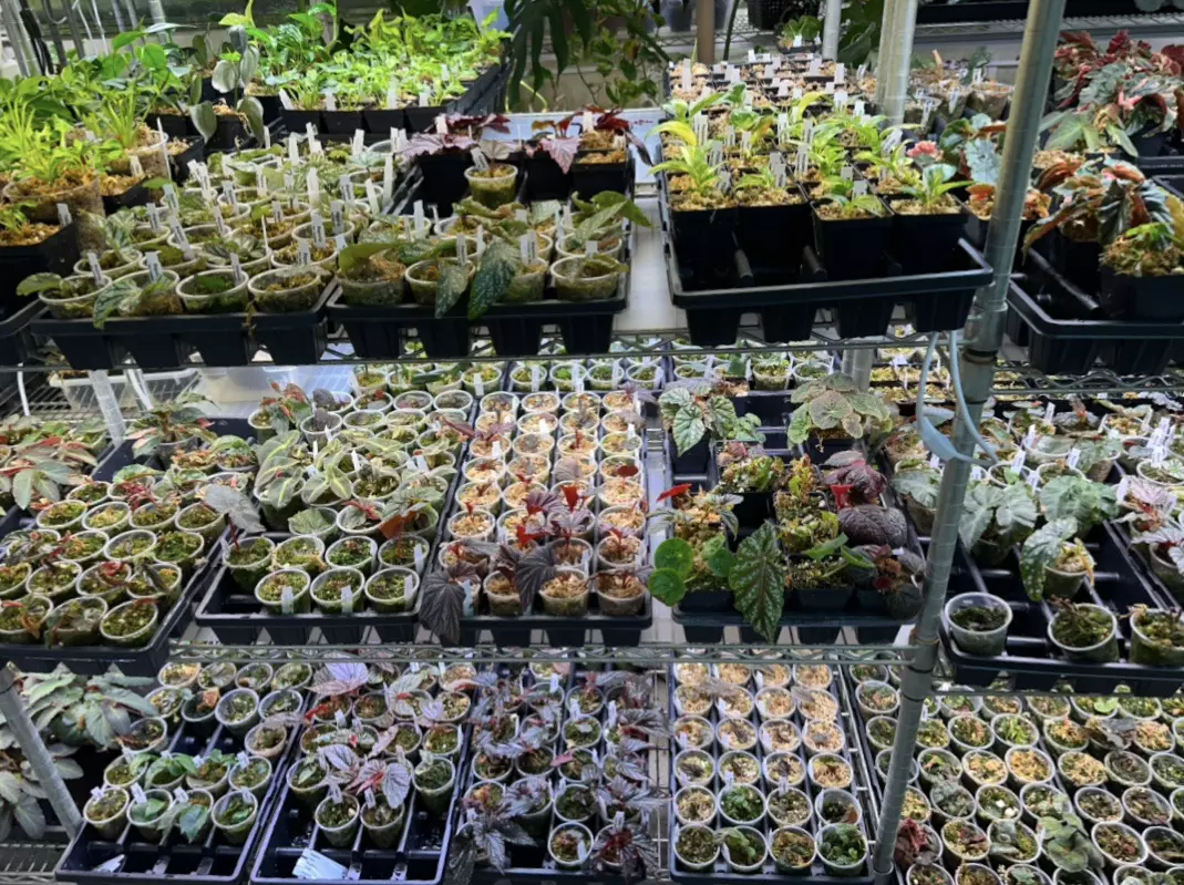 plant/TWO Baby Begonias-1