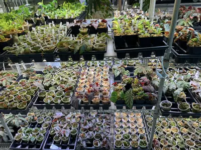 plant/TWO Baby Begonias-1-thumbnail