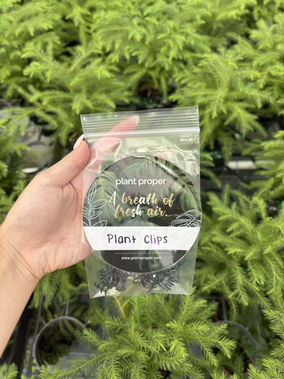 plant/pack of 10 clips-0