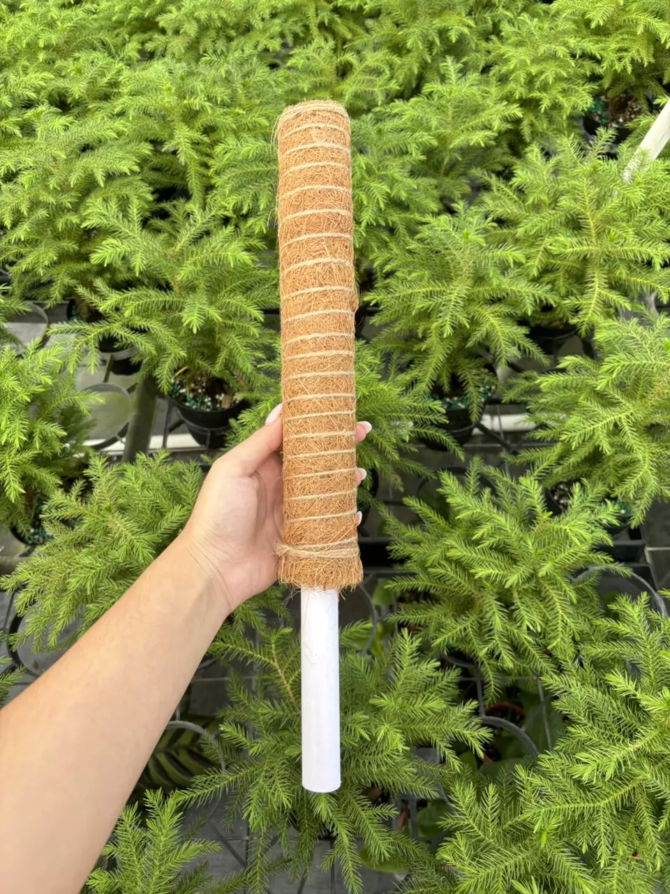 plant/Coco Coir Pole (1)-0