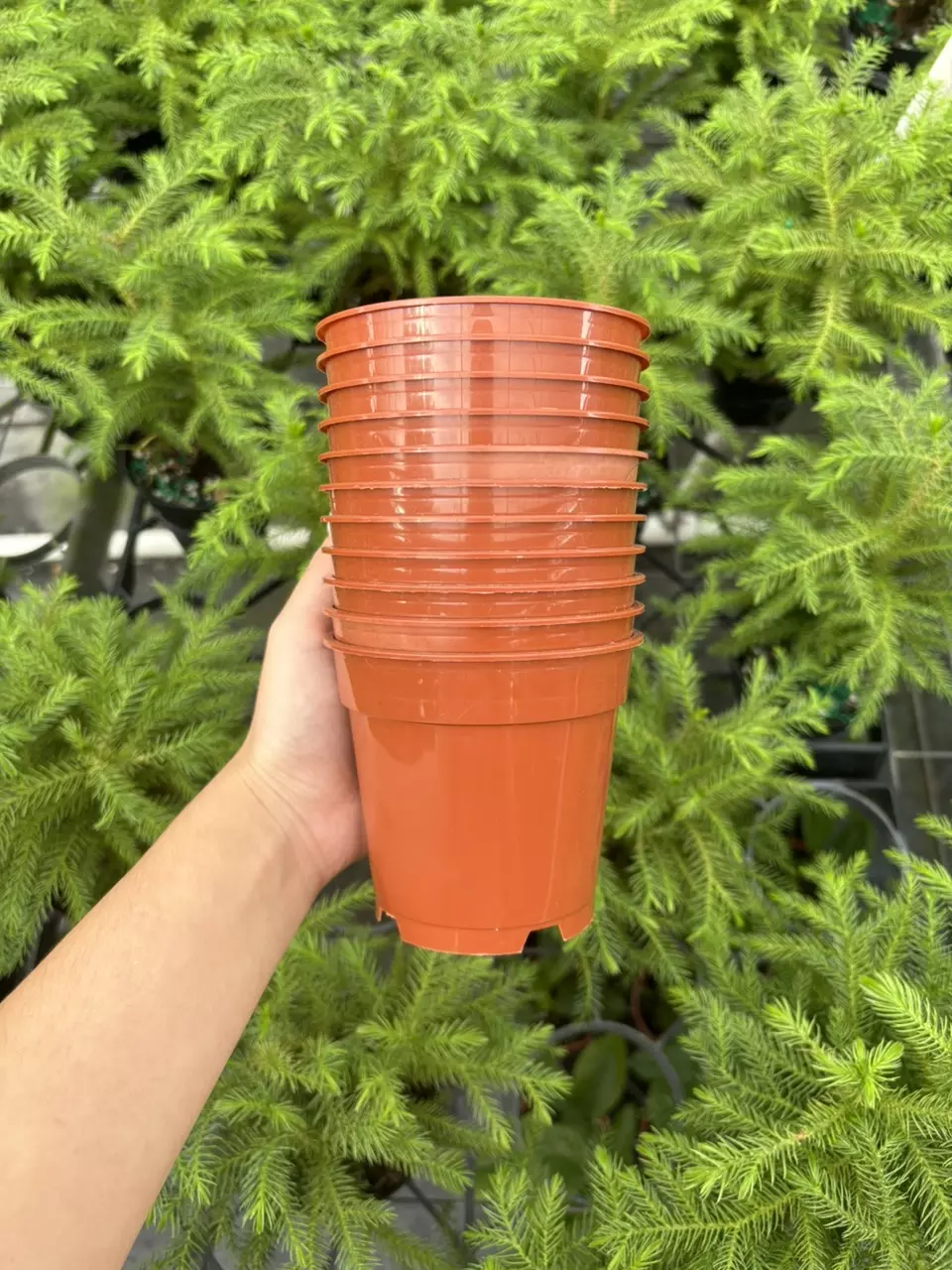 plant/4” Terra Cotta Pot (10)-0