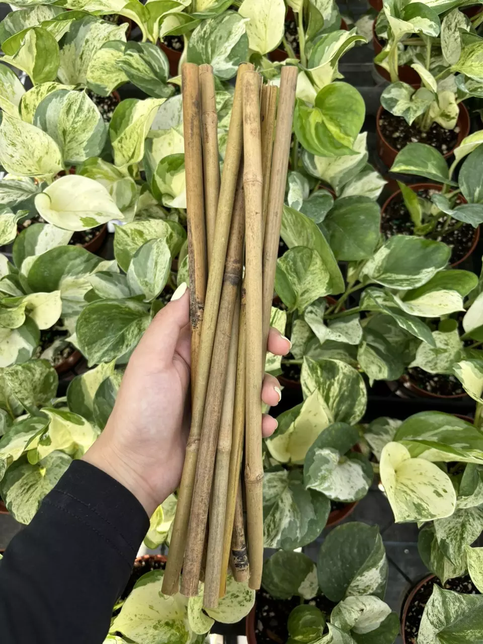 plant/12” Bamboo (10)-0