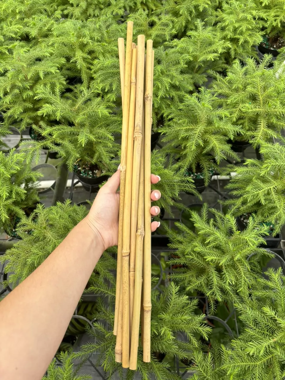 plant/18” Bamboo (10)-0