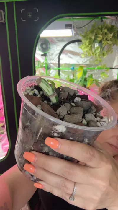 plant/Monstera Albo Node rooted-0-thumbnail