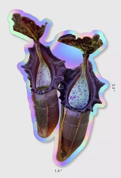 plant/Holo Naga Sticker-0-thumbnail