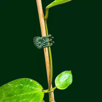 plant/Plant clips (4inx4in box full)-1-thumbnail