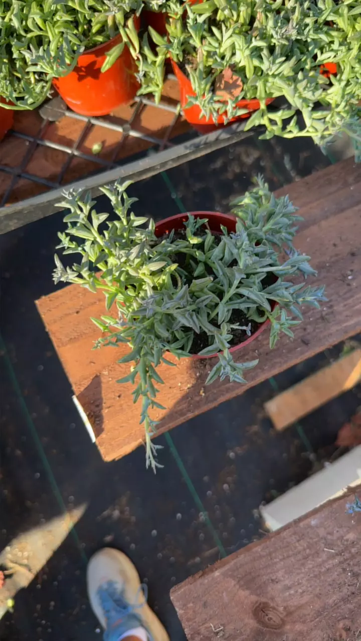 plant/4”  dolphins-0