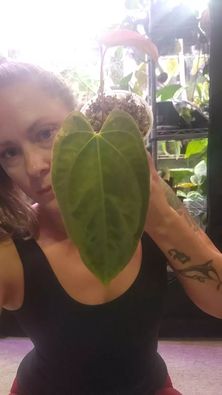 plant/Ree Pap (RA5 x Swamp Bunny)-0