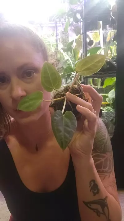 plant/PapixMag) x (Black Widow x Michelle)-0-thumbnail