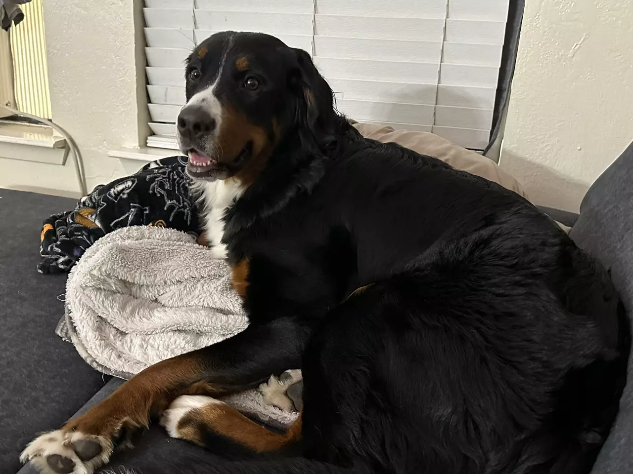 plant/Sally nose boop & Treat-0