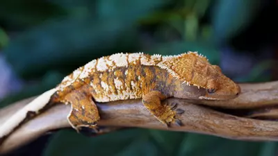 plant/Tricolor Whitespot Female-0-thumbnail