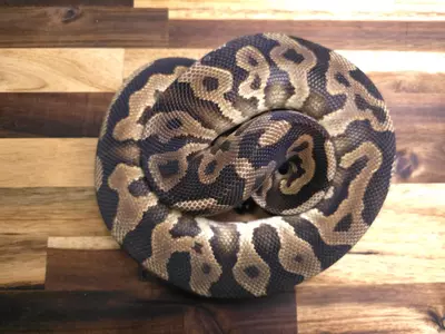 plant/M-4423-1-thumbnail