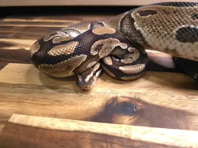 plant/F-4221-0-thumbnail