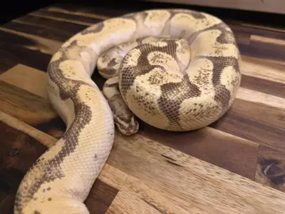 plant/F-3922-0-thumbnail