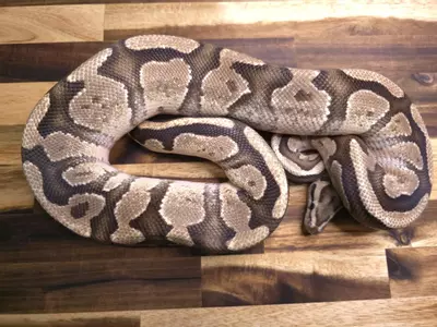 plant/M-4121-1-thumbnail