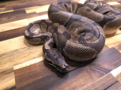 plant/M-4821-0-thumbnail